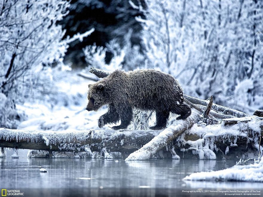 Мурашки по шкірі: National Geographic визначив найкращих фотографів природи 2017 - фото 357683