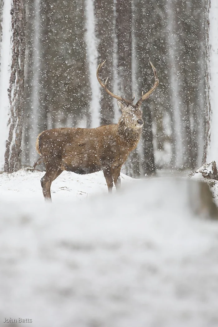 Лесные красавцы: эти фото доказывают, что реакция оленей на снег - бесценна - фото 360735