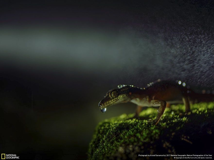 Мурашки по шкірі: National Geographic визначив найкращих фотографів природи 2017 - фото 357646