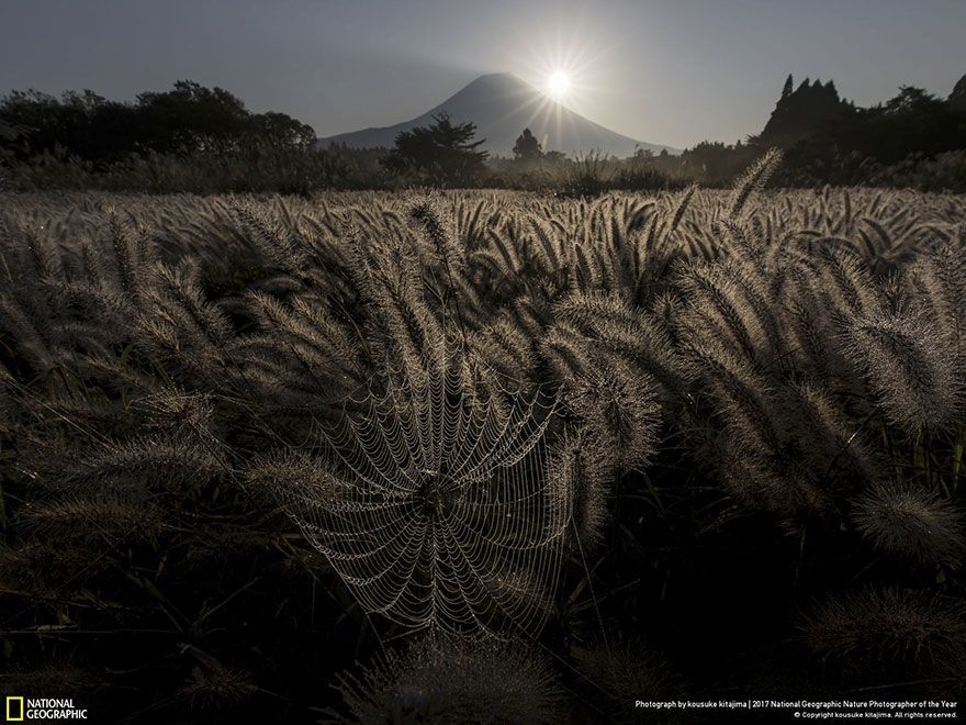 Мурашки по шкірі: National Geographic визначив найкращих фотографів природи 2017 - фото 357686