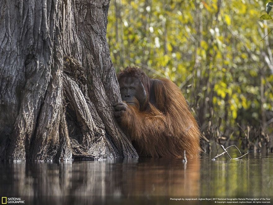 Мурашки по шкірі: National Geographic визначив найкращих фотографів природи 2017 - фото 357674