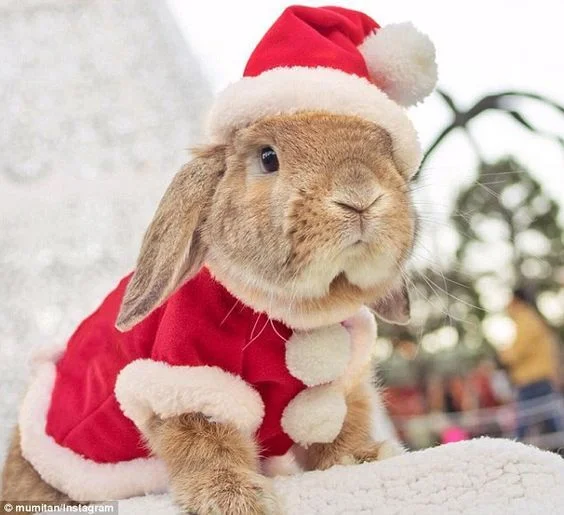 Кумедні тварини в костюмах Санта Клауса зроблять ваше життя більш яскравим - фото 358082