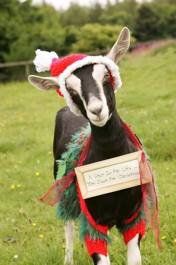 Забавные животные в костюмах Санта Клауса сделают вашу жизнь ярче - фото 358090