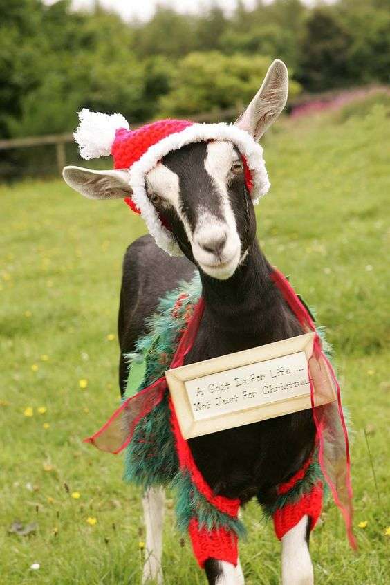 Кумедні тварини в костюмах Санта Клауса зроблять ваше життя більш яскравим - фото 358090