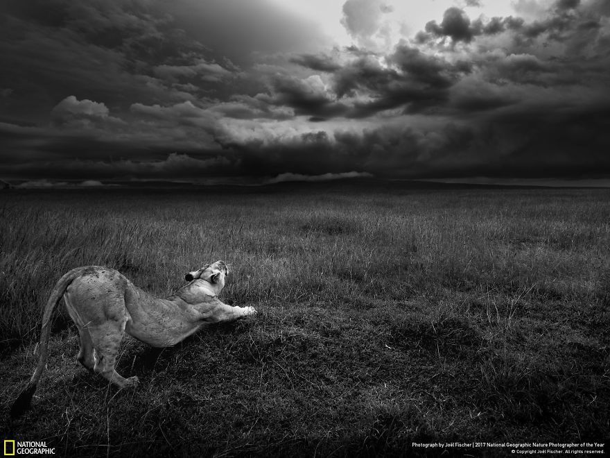 Мурашки по шкірі: National Geographic визначив найкращих фотографів природи 2017 - фото 357673