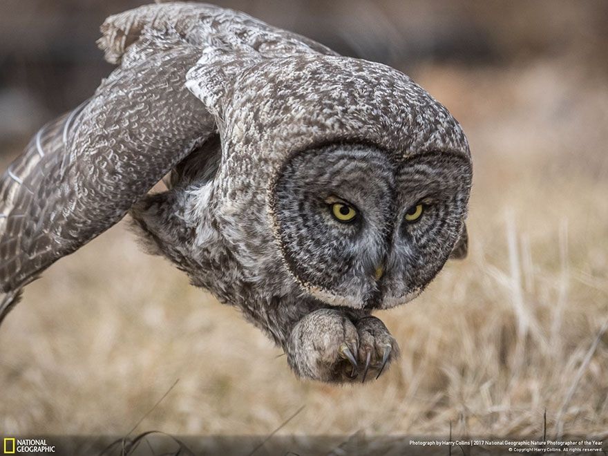 Мурашки по шкірі: National Geographic визначив найкращих фотографів природи 2017 - фото 357681