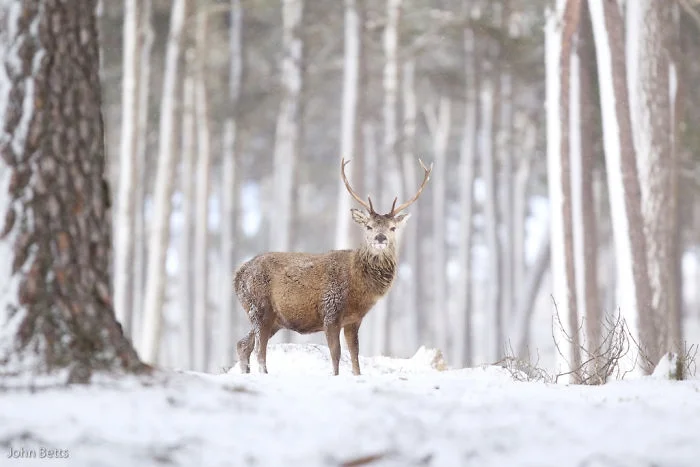 Лесные красавцы: эти фото доказывают, что реакция оленей на снег - бесценна - фото 360726