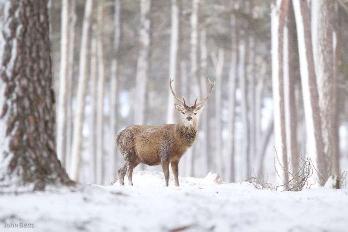 Лісові красені: ці фото доводять, що реакція оленів на сніг - безцінна - фото 360726