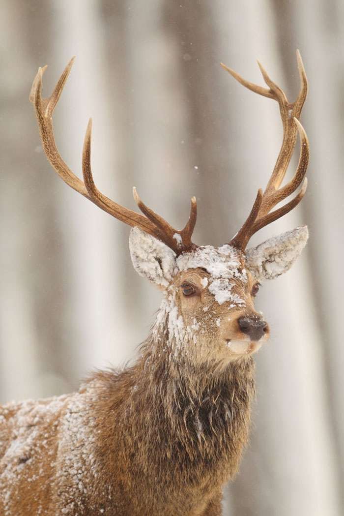 Лісові красені: ці фото доводять, що реакція оленів на сніг - безцінна - фото 360732