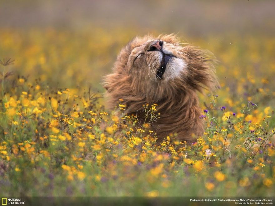 Мурашки по шкірі: National Geographic визначив найкращих фотографів природи 2017 - фото 357656