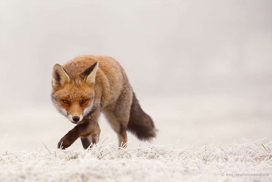 Фотограф показал, как лисы наслаждаются снегом и радуются зиме - фото 358857