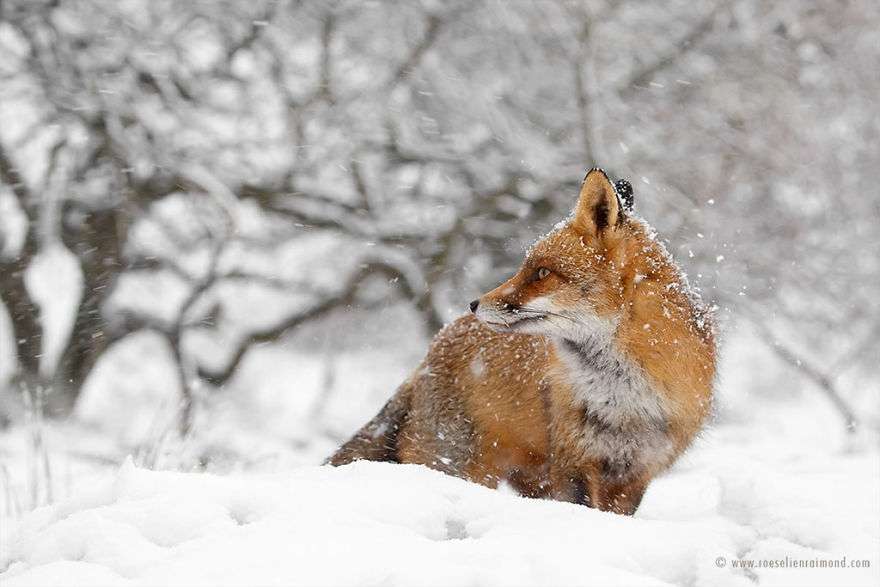 Фотограф показал, как лисы наслаждаются снегом и радуются зиме - фото 358859