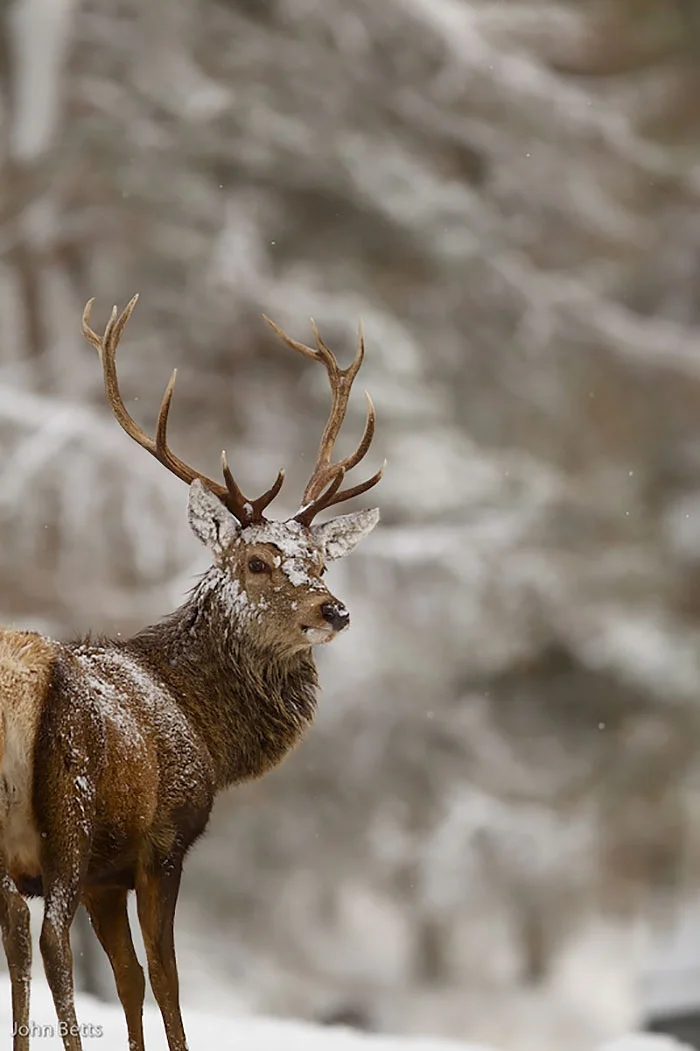 Лесные красавцы: эти фото доказывают, что реакция оленей на снег - бесценна - фото 360731