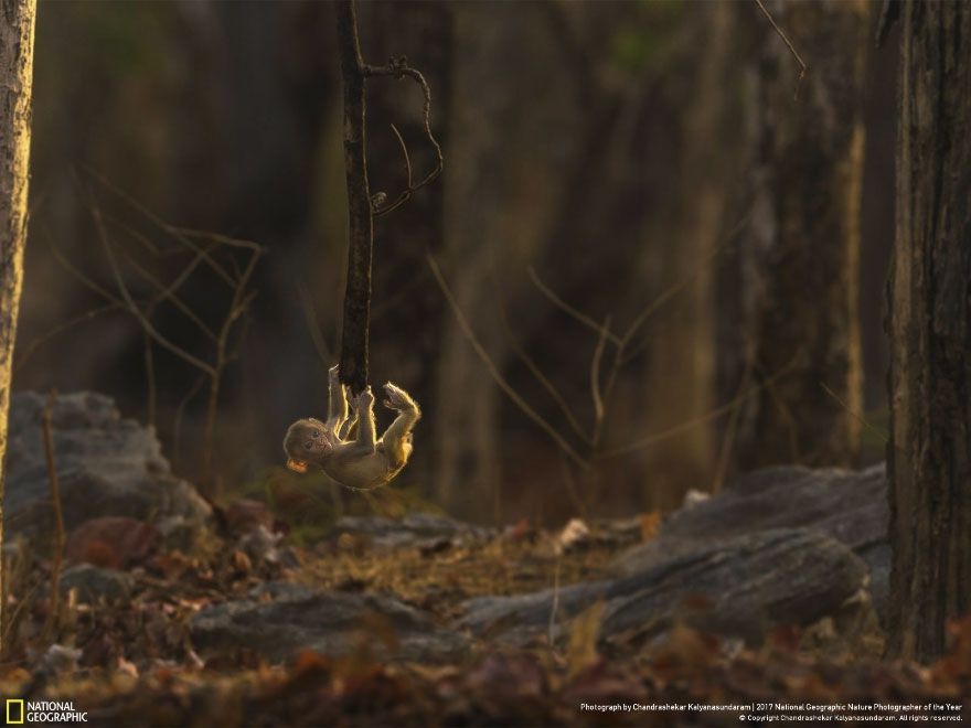 Мурашки по шкірі: National Geographic визначив найкращих фотографів природи 2017 - фото 357642