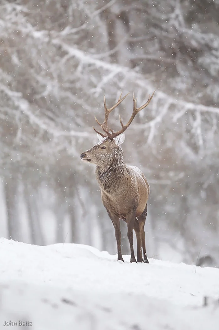 Лесные красавцы: эти фото доказывают, что реакция оленей на снег - бесценна - фото 360730