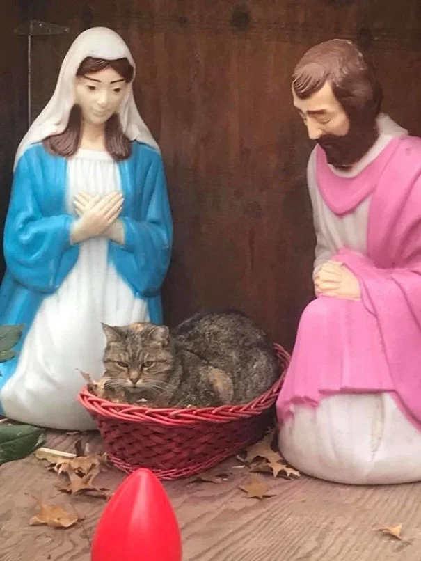 Бесстыжые котики испортили рождественский вертеп, но их это ничуть не волнует - фото 356881