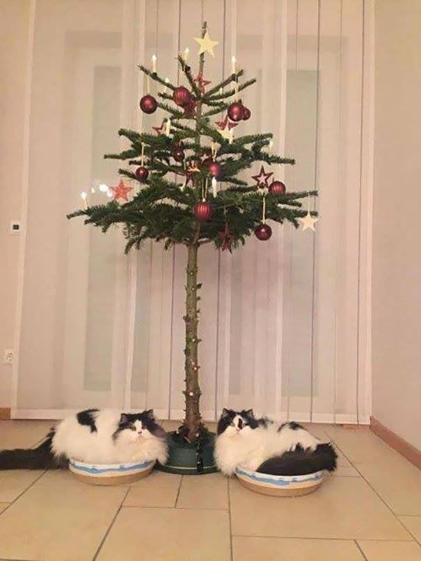 Коты и елки: фото, которые поднимут вам настроение - 356638 Коты и елки: фото, которые поднимут вам настроение - фото 356638