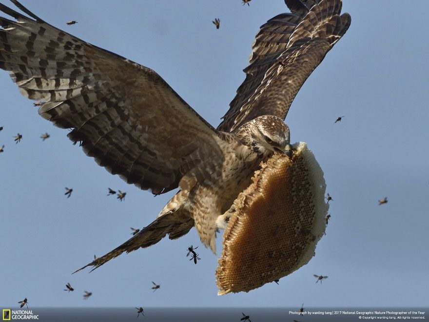Мурашки по шкірі: National Geographic визначив найкращих фотографів природи 2017 - фото 357665