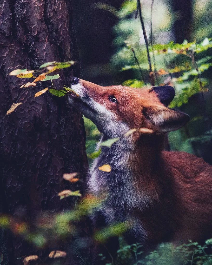 Фотограф снимает лесных животных так, как будто они настоящие профессиональные модели - фото 360205