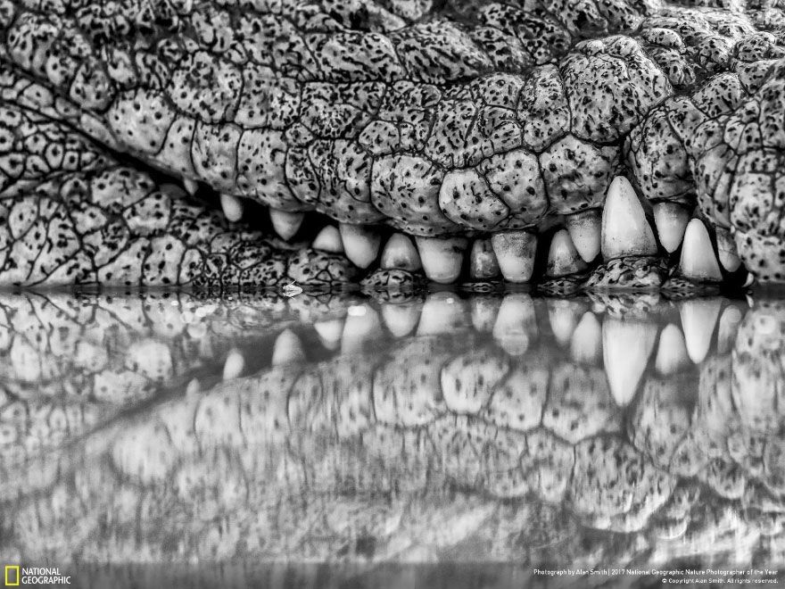 Мурашки по шкірі: National Geographic визначив найкращих фотографів природи 2017 - фото 357702