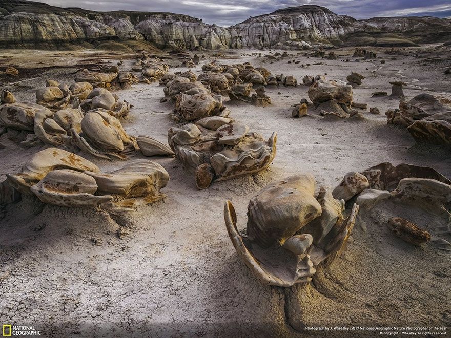 Мурашки по шкірі: National Geographic визначив найкращих фотографів природи 2017 - фото 357713