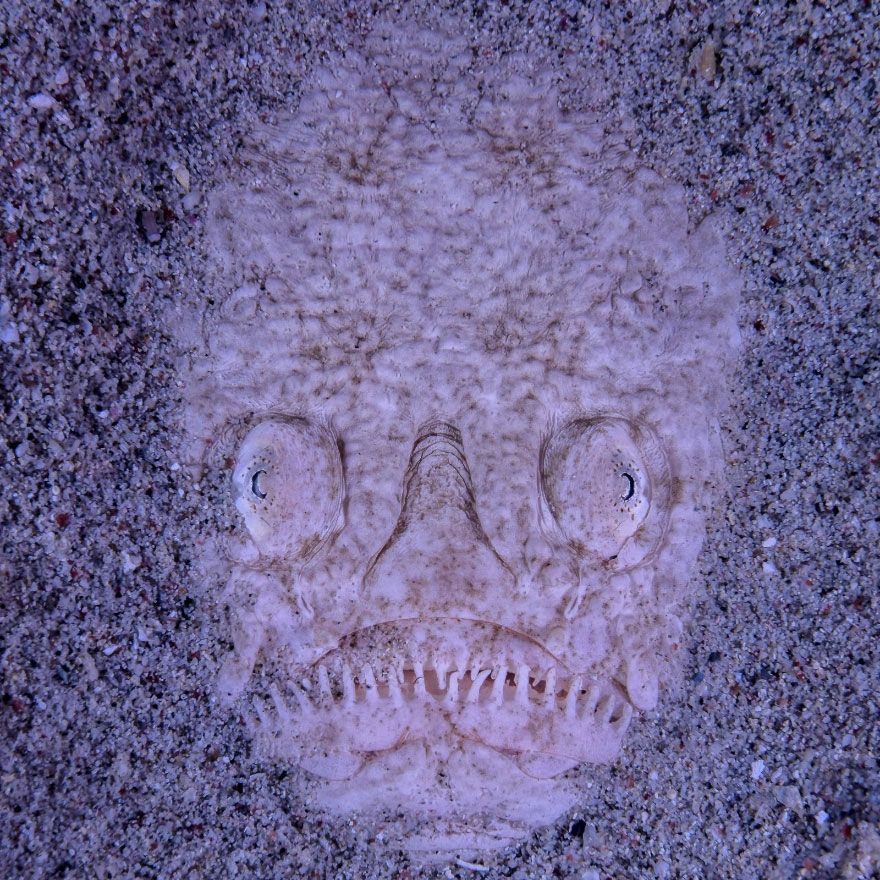 Мурашки по шкірі: National Geographic визначив найкращих фотографів природи 2017 - фото 357706
