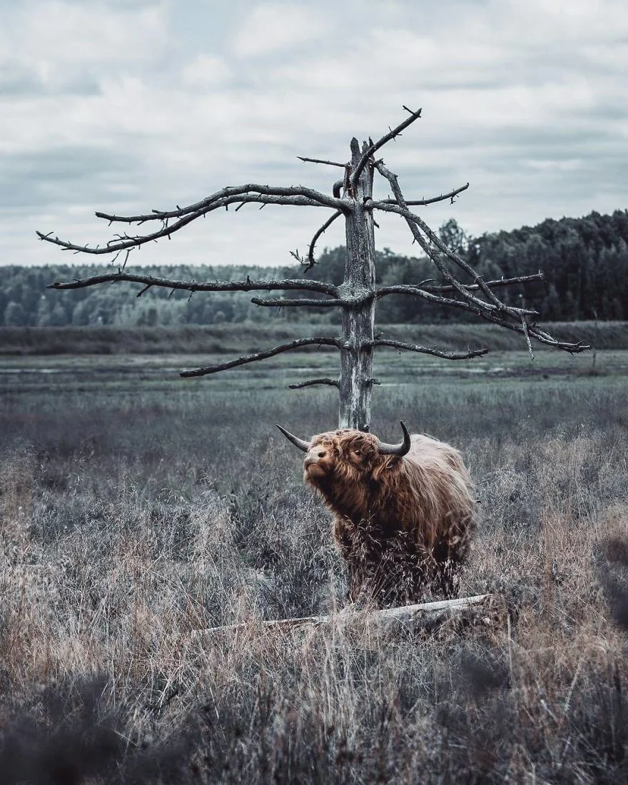 Фотограф снимает лесных животных так, как будто они настоящие профессиональные модели - фото 360204