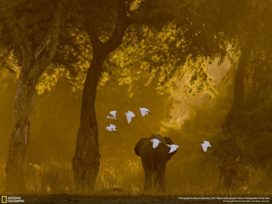Мурашки по шкірі: National Geographic визначив найкращих фотографів природи 2017 - фото 357652