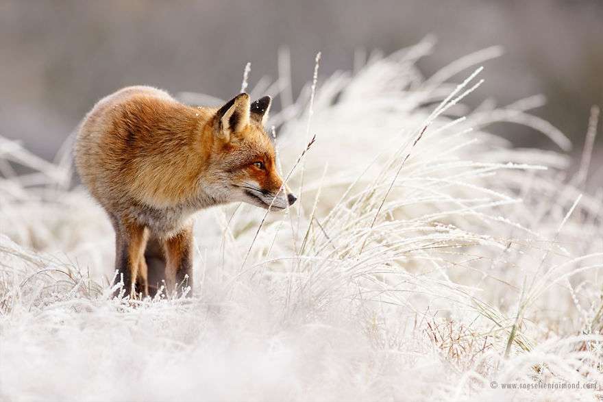 Фотограф показал, как лисы наслаждаются снегом и радуются зиме - фото 358862