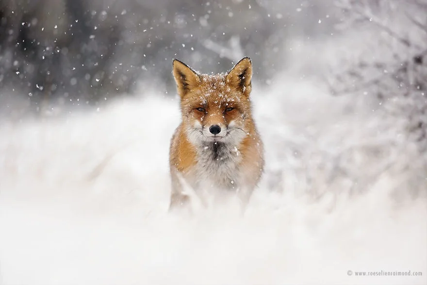Фотограф показал, как лисы наслаждаются снегом и радуются зиме - фото 358854