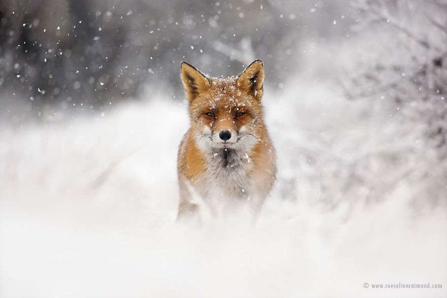 Фотограф показав, як лисиці насолоджуються снігом і радіють зимі - фото 358854