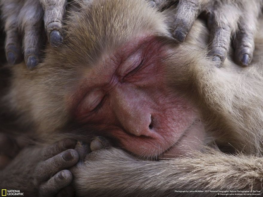 Мурашки по шкірі: National Geographic визначив найкращих фотографів природи 2017 - фото 357675
