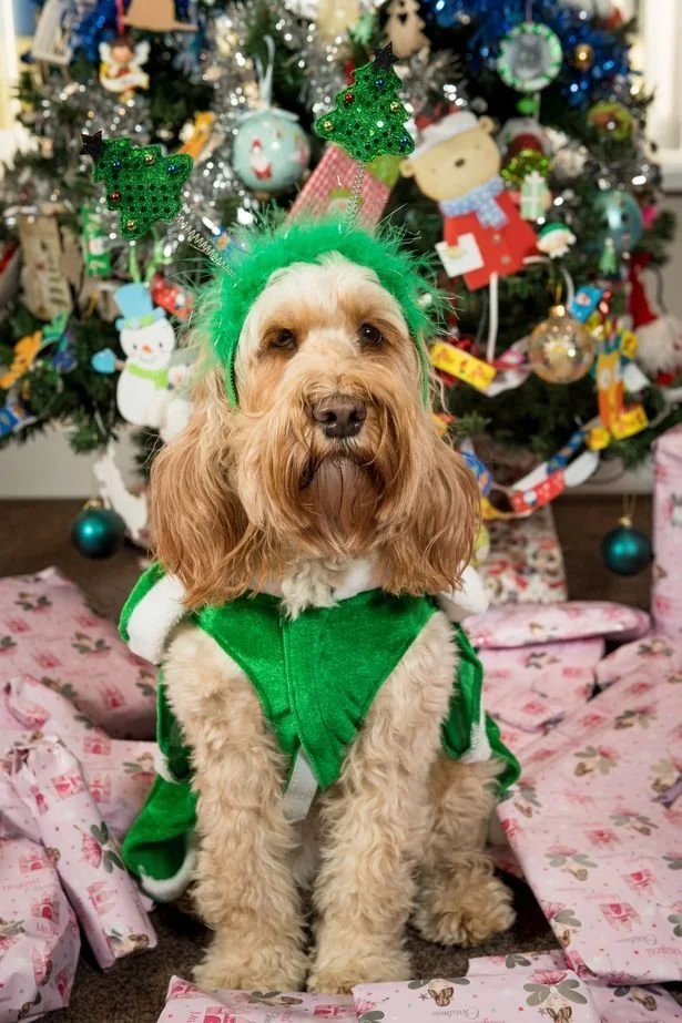 Завидуйте молча: собака получила на Рождество 68 подарков на 1500 долларов - фото 360527