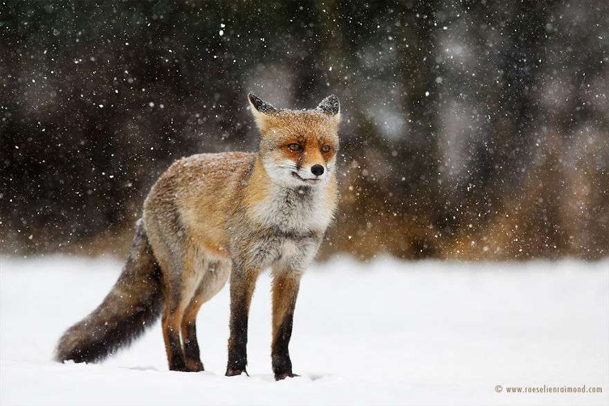 Фотограф показал, как лисы наслаждаются снегом и радуются зиме - фото 358864