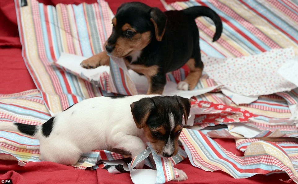 Собаки знущаються над прикрашеними ялинками і це дуже смішно - фото 358943