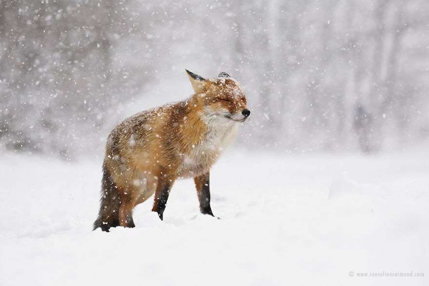 Фотограф показал, как лисы наслаждаются снегом и радуются зиме - фото 358855