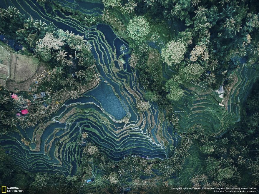 Мурашки по шкірі: National Geographic визначив найкращих фотографів природи 2017 - фото 357709