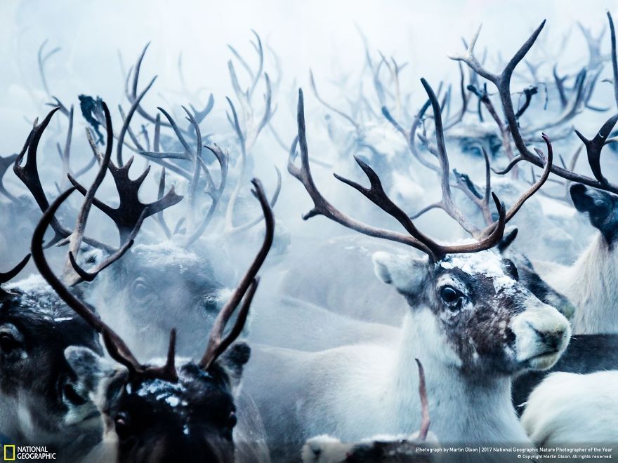 Мурашки по шкірі: National Geographic визначив найкращих фотографів природи 2017 - фото 357654