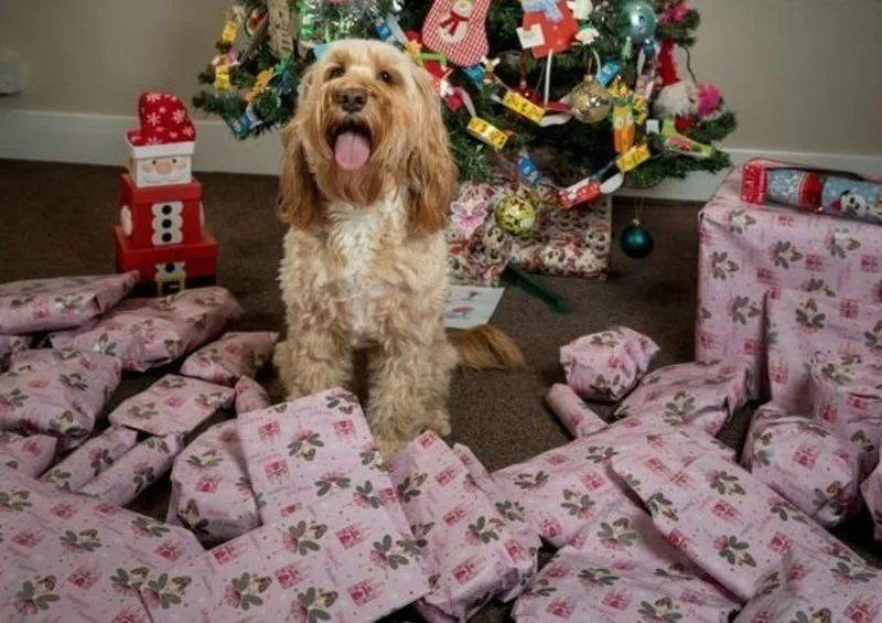 Завидуйте молча: собака получила на Рождество 68 подарков на 1500 долларов - фото 360523