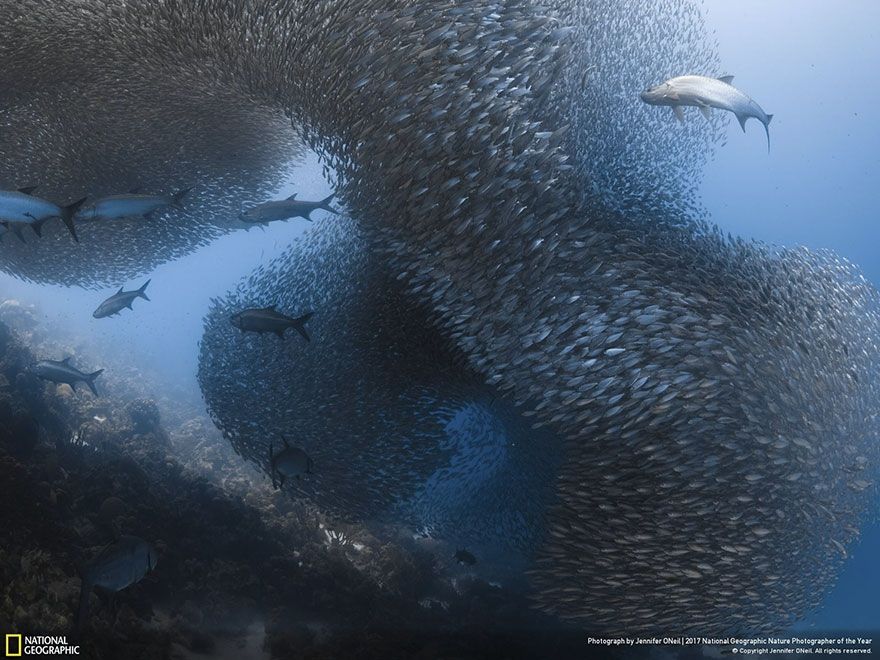 Мурашки по шкірі: National Geographic визначив найкращих фотографів природи 2017 - фото 357684