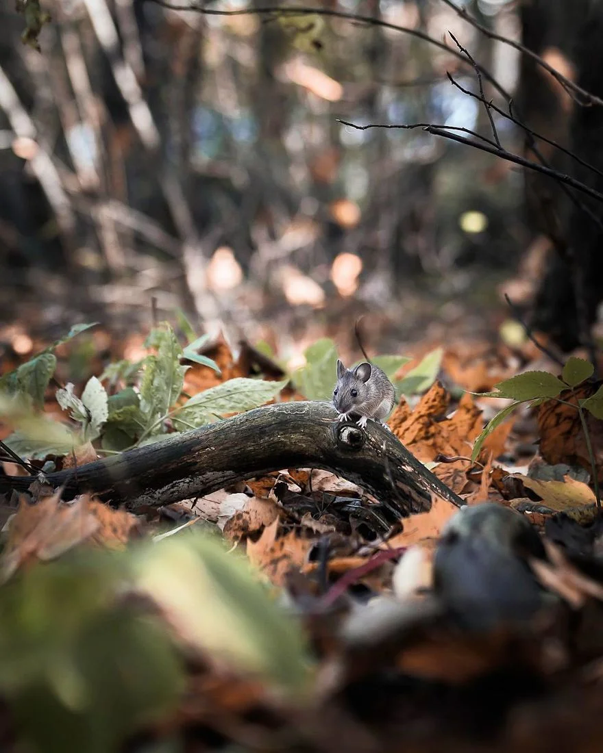 Фотограф снимает лесных животных так, как будто они настоящие профессиональные модели - фото 360188