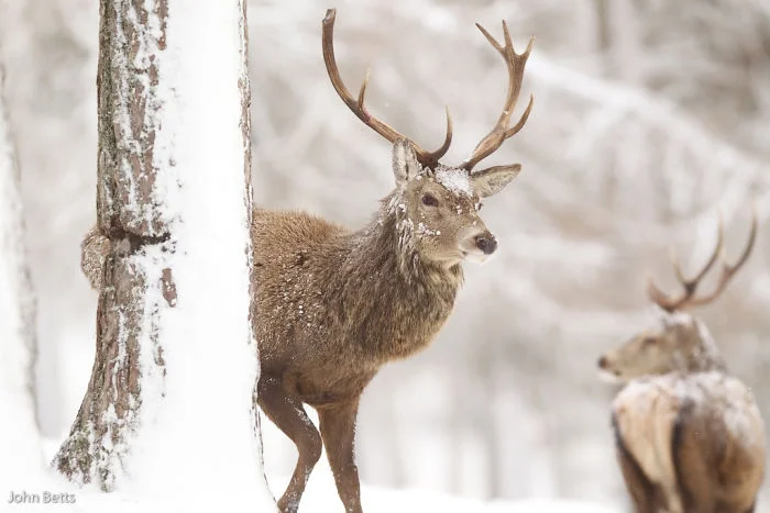 Лесные красавцы: эти фото доказывают, что реакция оленей на снег - бесценна - фото 360729