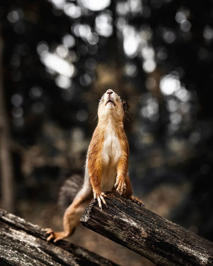 Фотограф снимает лесных животных так, как будто они настоящие профессиональные модели - фото 360185
