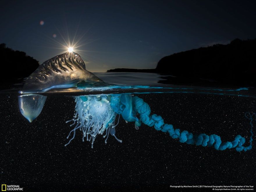 Мурашки по шкірі: National Geographic визначив найкращих фотографів природи 2017 - фото 357663