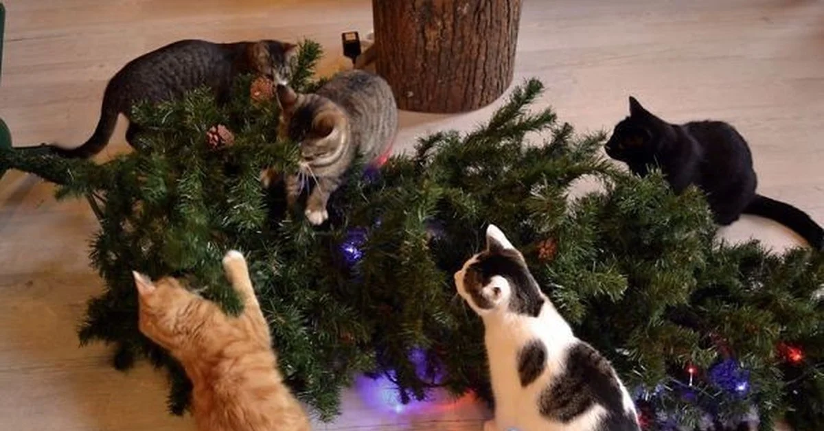 Коты и елки: фото, которые поднимут вам настроение - фото 356636