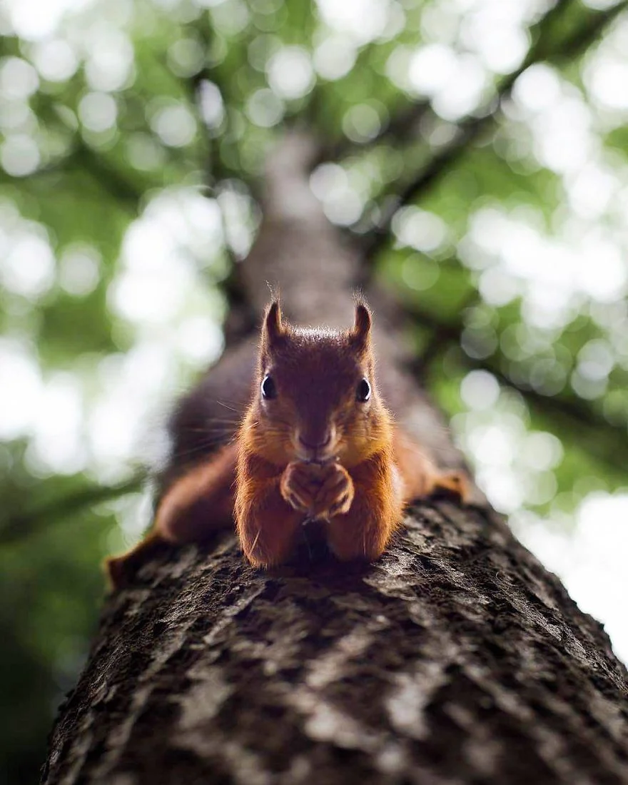 Фотограф снимает лесных животных так, как будто они настоящие профессиональные модели - фото 360181