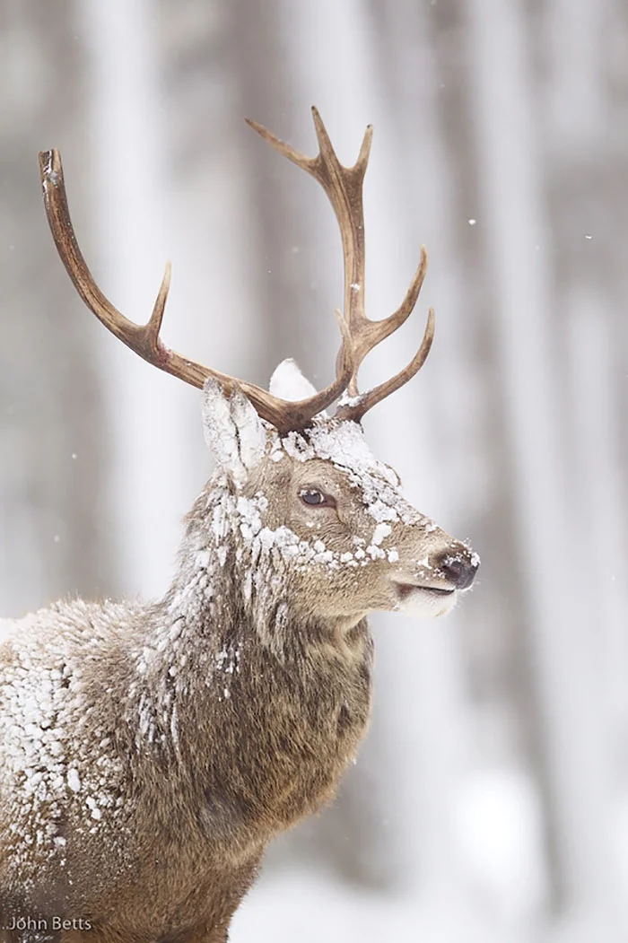Лесные красавцы: эти фото доказывают, что реакция оленей на снег - бесценна - фото 360737