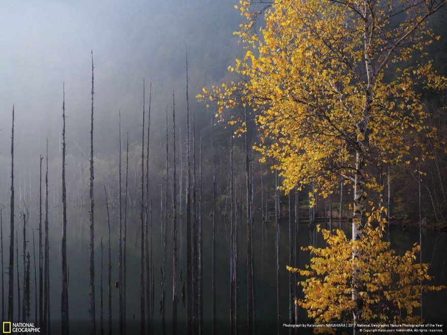 Мурашки по шкірі: National Geographic визначив найкращих фотографів природи 2017 - фото 357703
