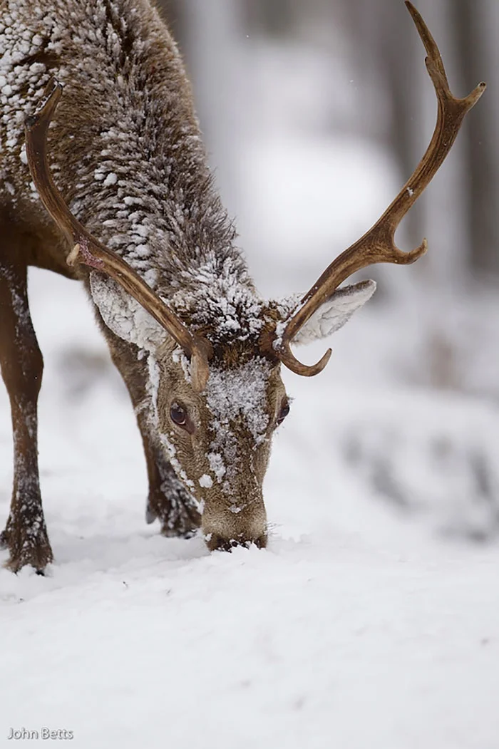 Лесные красавцы: эти фото доказывают, что реакция оленей на снег - бесценна - фото 360734