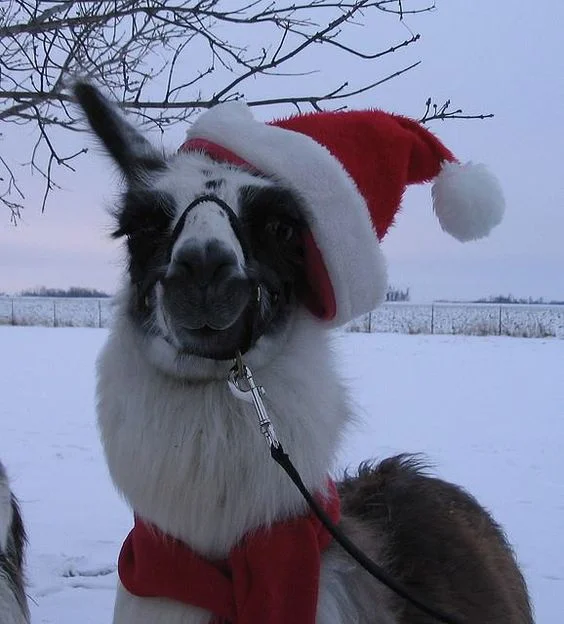 Забавные животные в костюмах Санта Клауса сделают вашу жизнь ярче - фото 358078